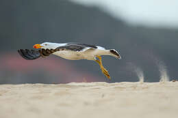 Image of Pacific Gull