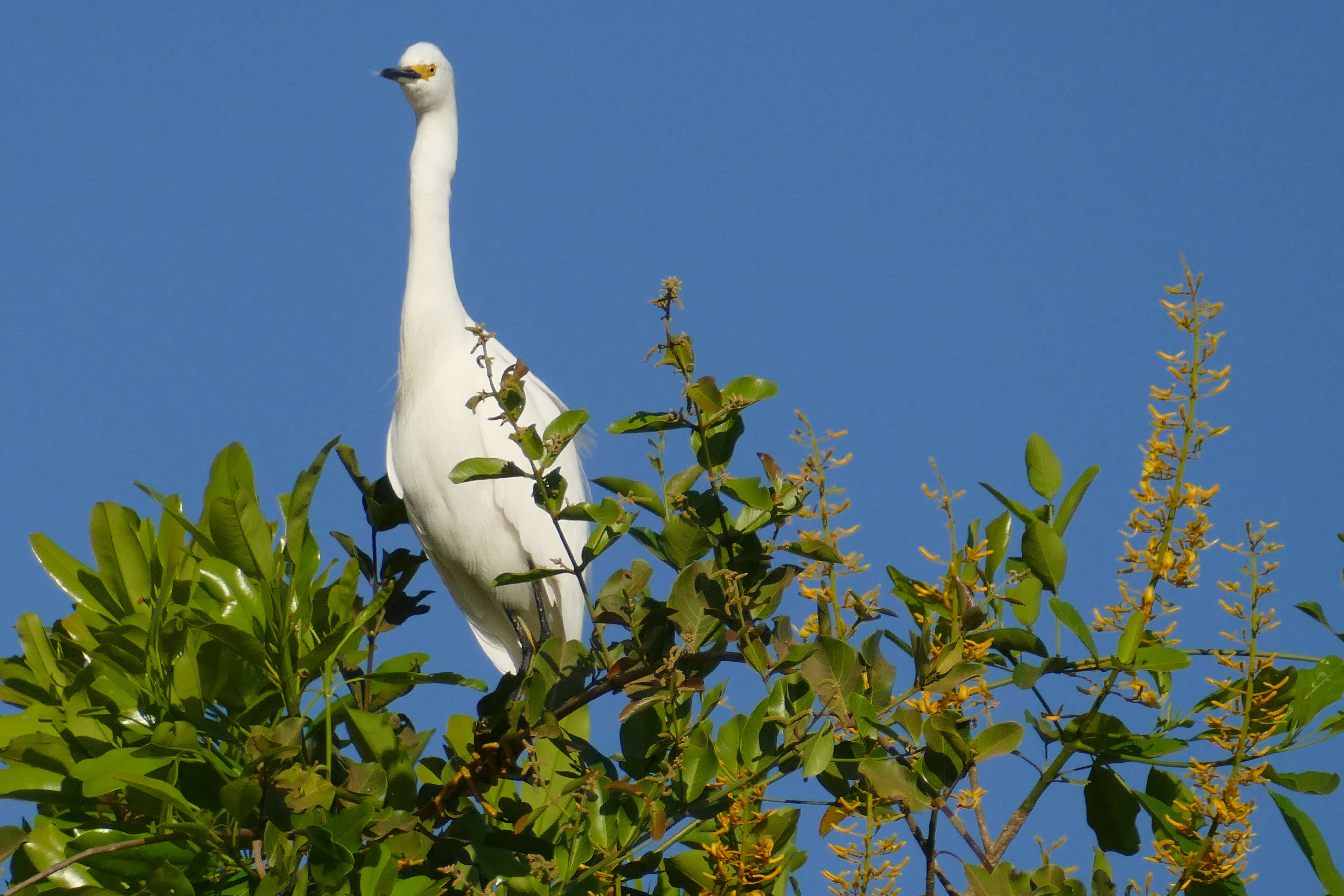 Image of Egretta Forster & T 1817