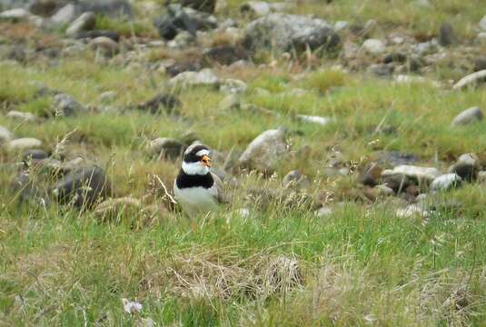 Image of ringed plover, common ringed plover