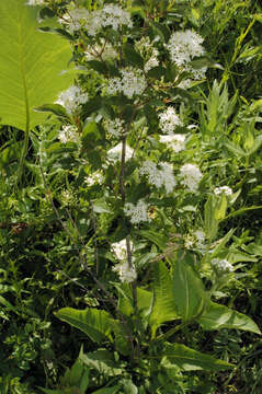 Image of Gray Dogwood