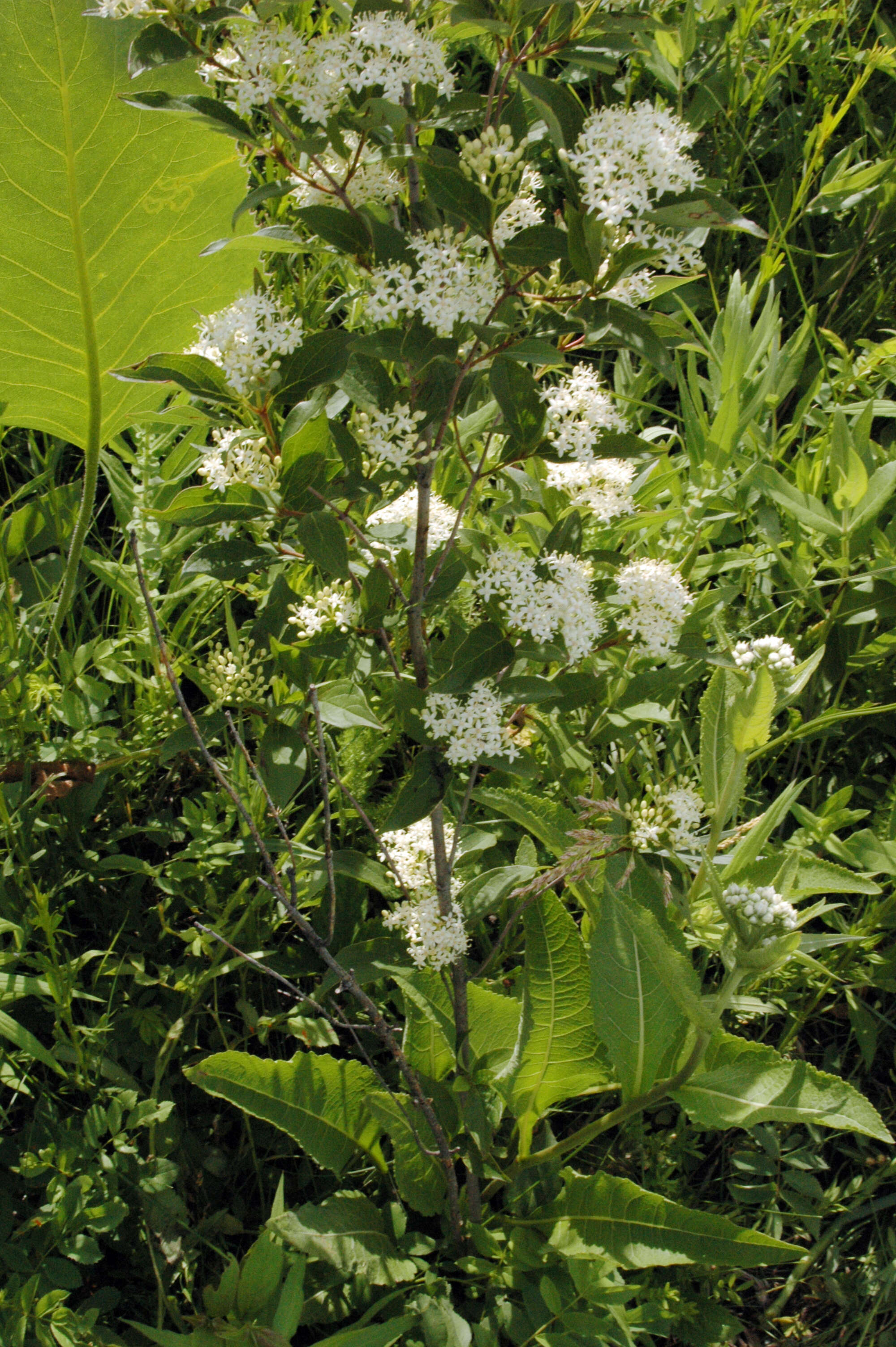 Image of Gray Dogwood