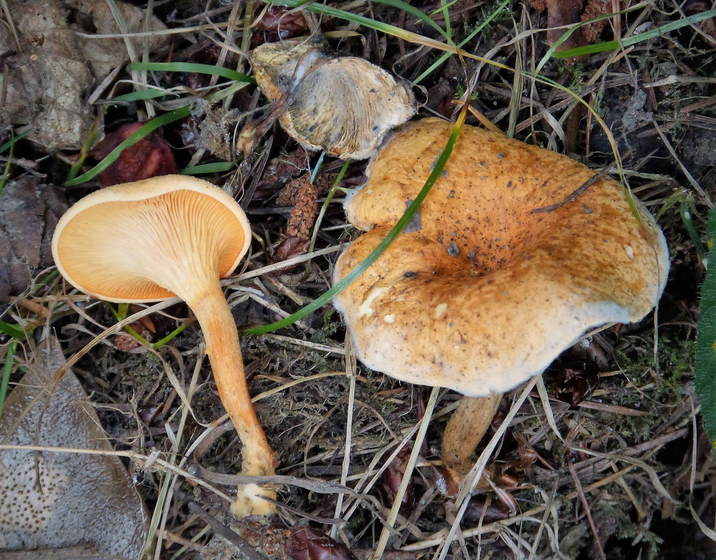 Image of Hygrophoropsis