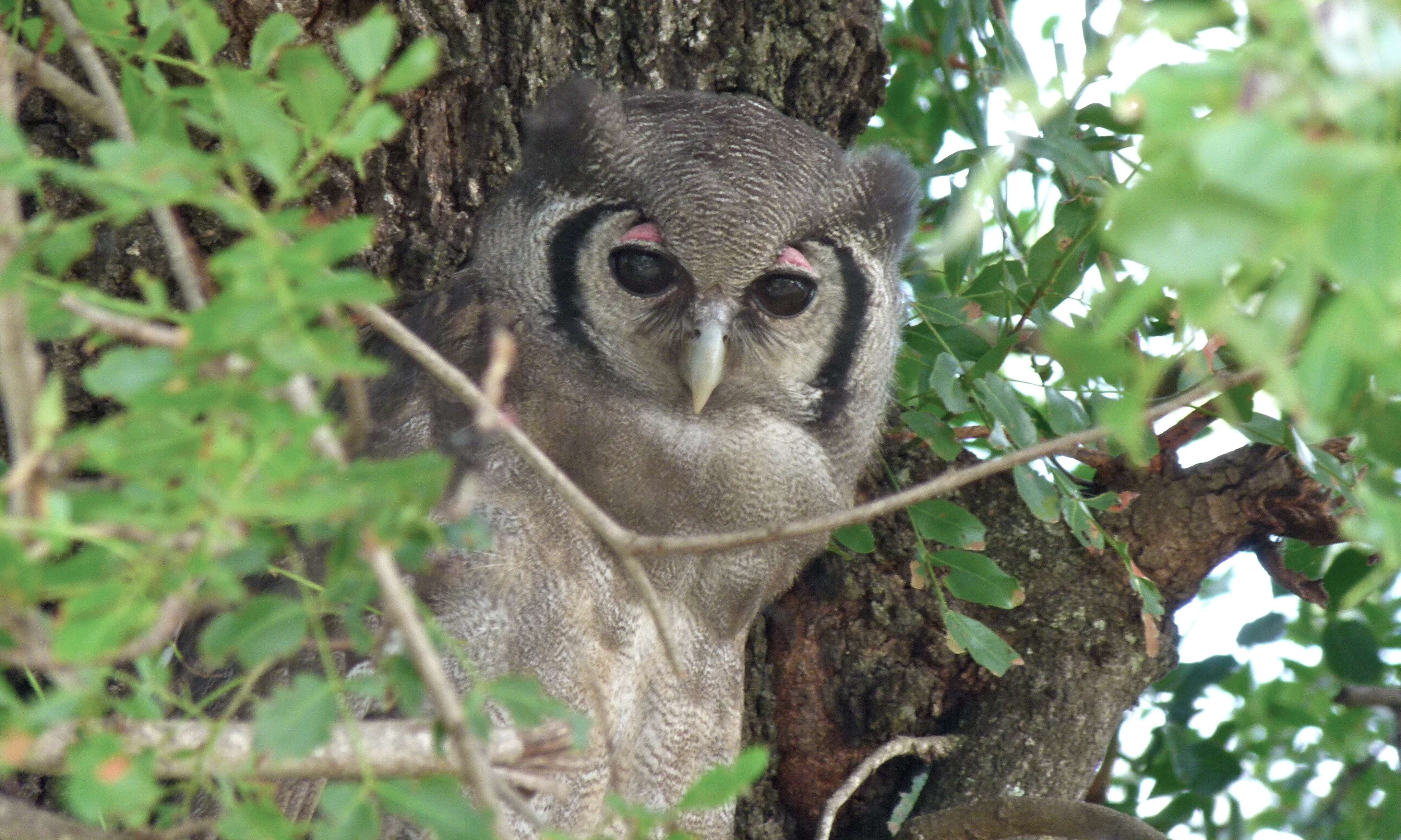 Bubo lacteus (Temminck 1820)的圖片