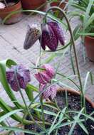 Image of fritillaries