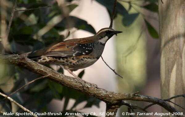 Imagem de Cinclosoma punctatum (Shaw 1795)