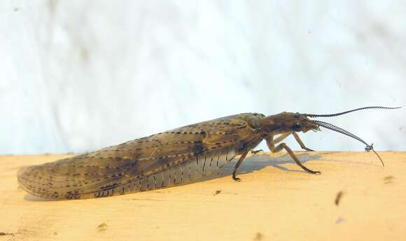 Image of Summer Fishfly