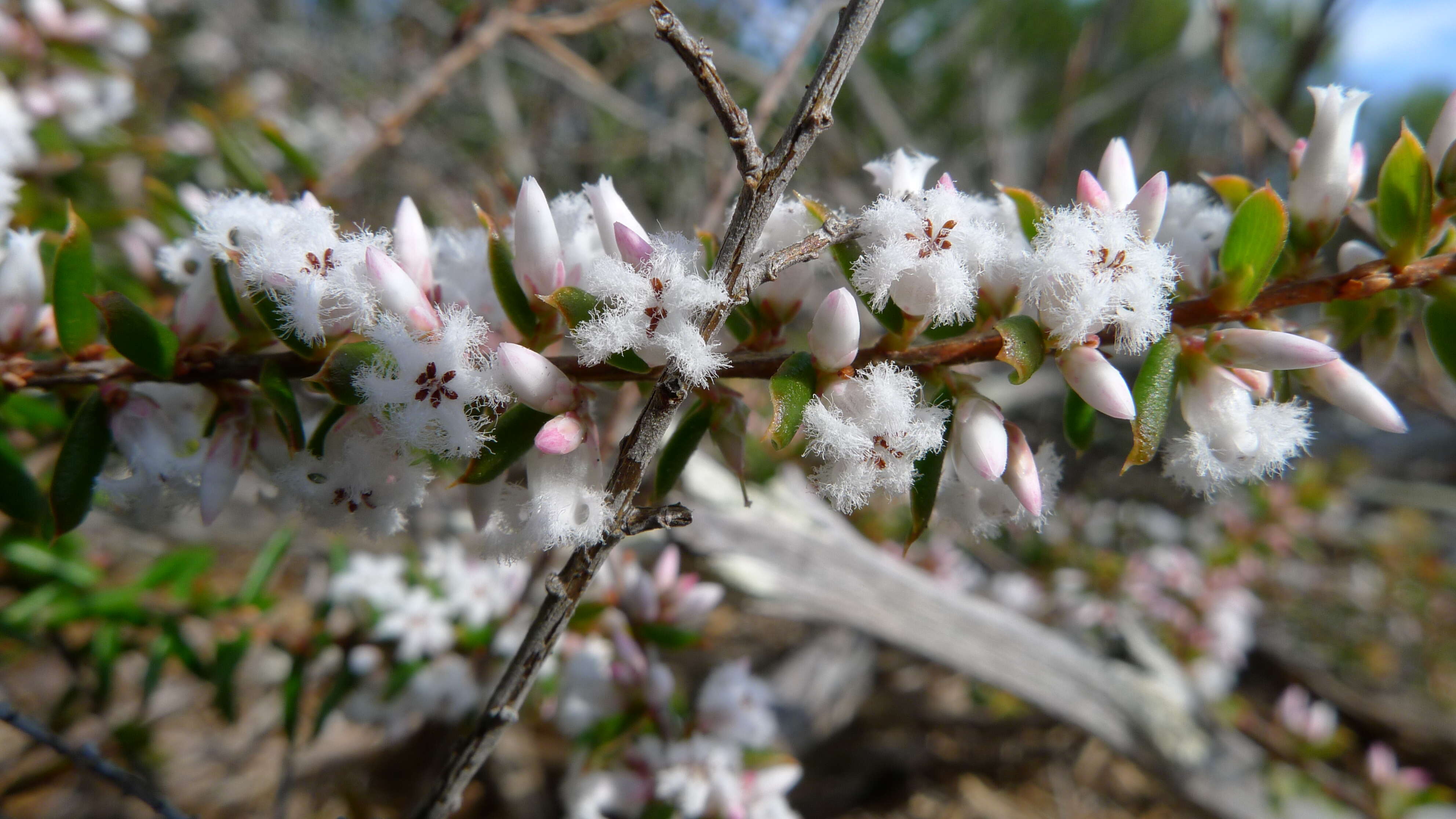 Image of Leucopogon ericoides (Sm.) R. Br.