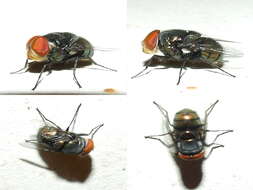 Image of blow flies