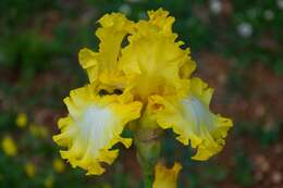 Image of German iris