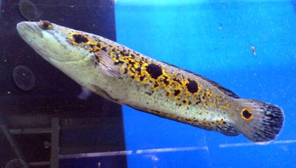 Image of Ocellated snakehead