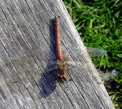 Image of Sympetrum Newman 1833