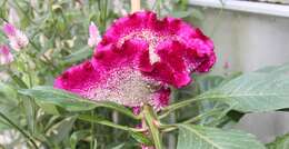 Imagem de Celosia argentea L.