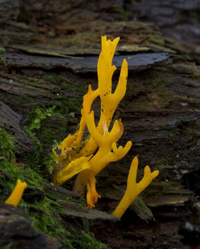 Image of Calocera viscosa (Pers.) Fr. 1821