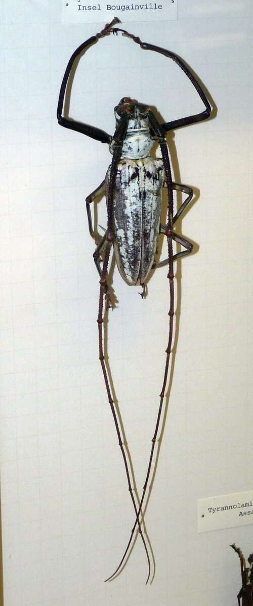Image of white longhorn beetles
