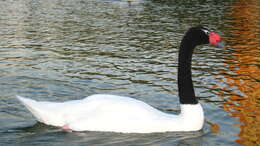 Image of Swan