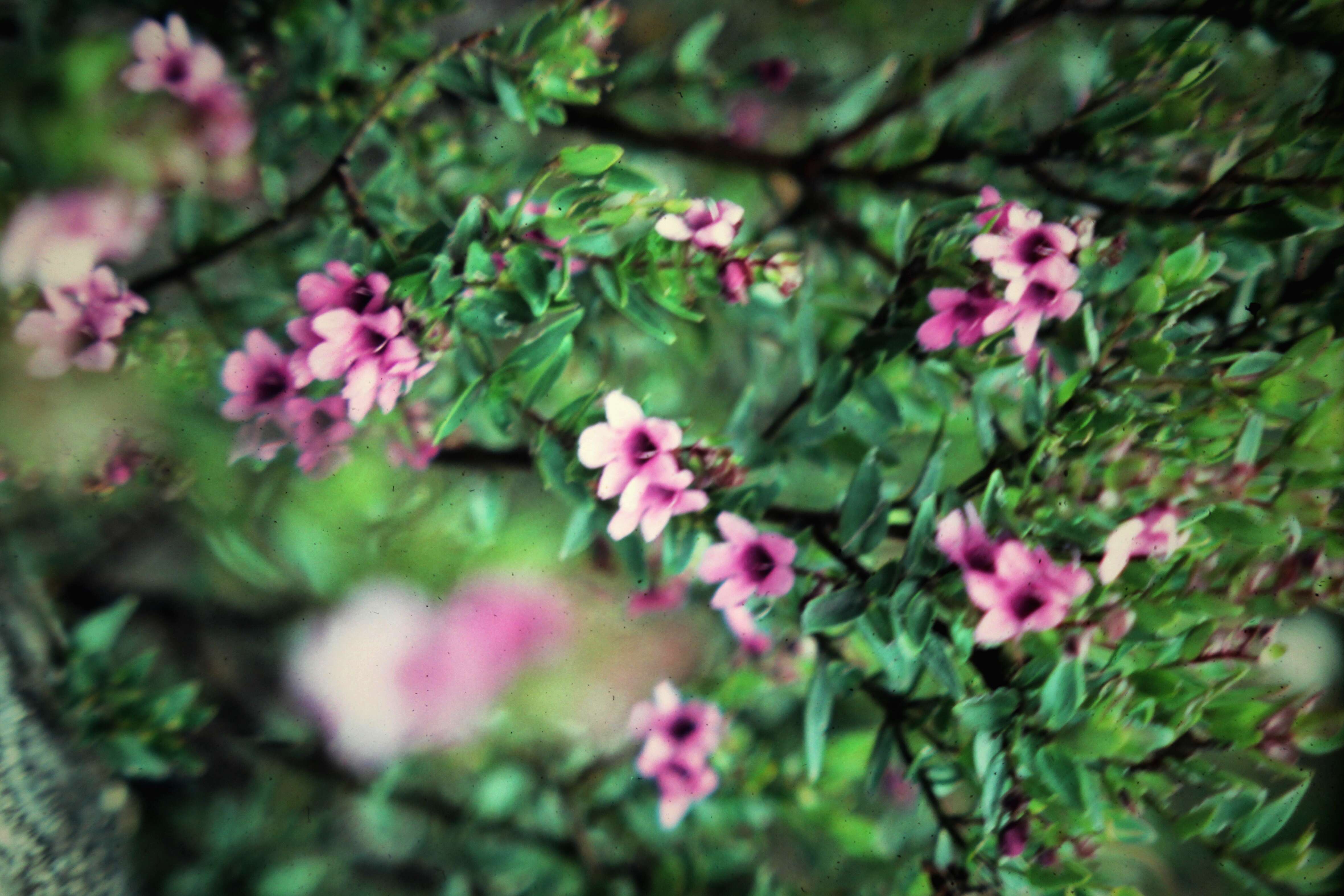 Слика од Prostanthera hindii B. J. Conn