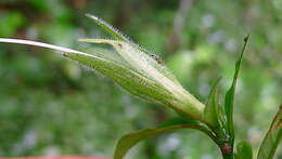 Image of Ruellia affinis (Schrad.) Lindau