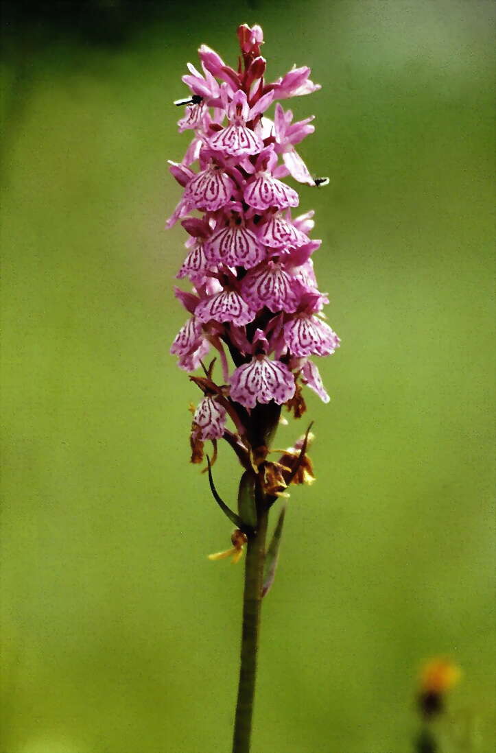 Image de orchis tacheté