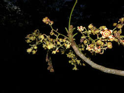 Image of Panama tree