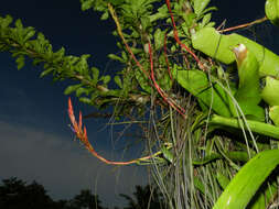 Image of twisted airplant