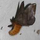 Image of Yellowtail moth