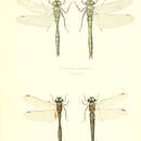 Imagem de Somatochlora metallica (Vander Linden 1825)
