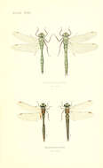 Imagem de Somatochlora Selys 1871