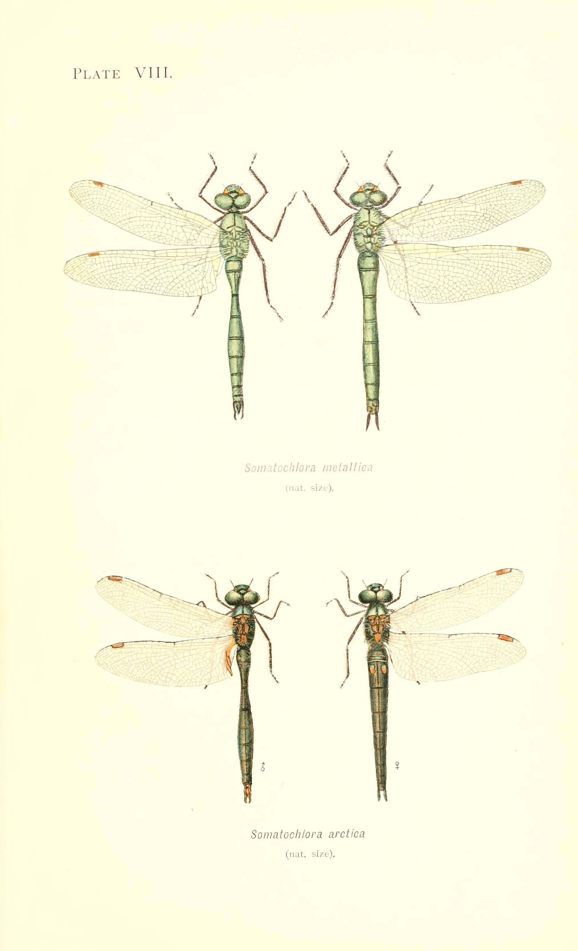 Imagem de Somatochlora Selys 1871