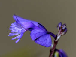 Image of Milkwort