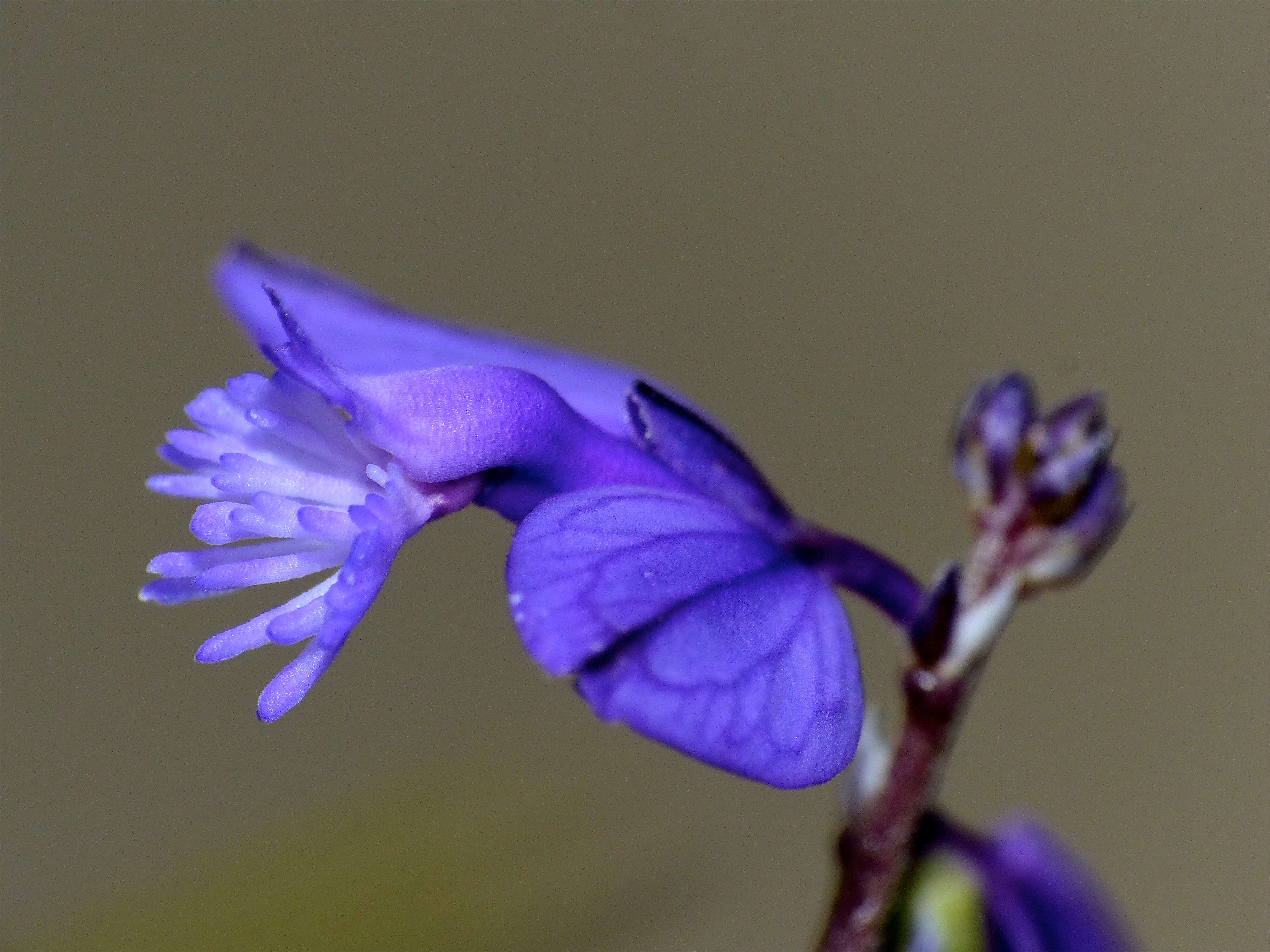 Image of Milkwort