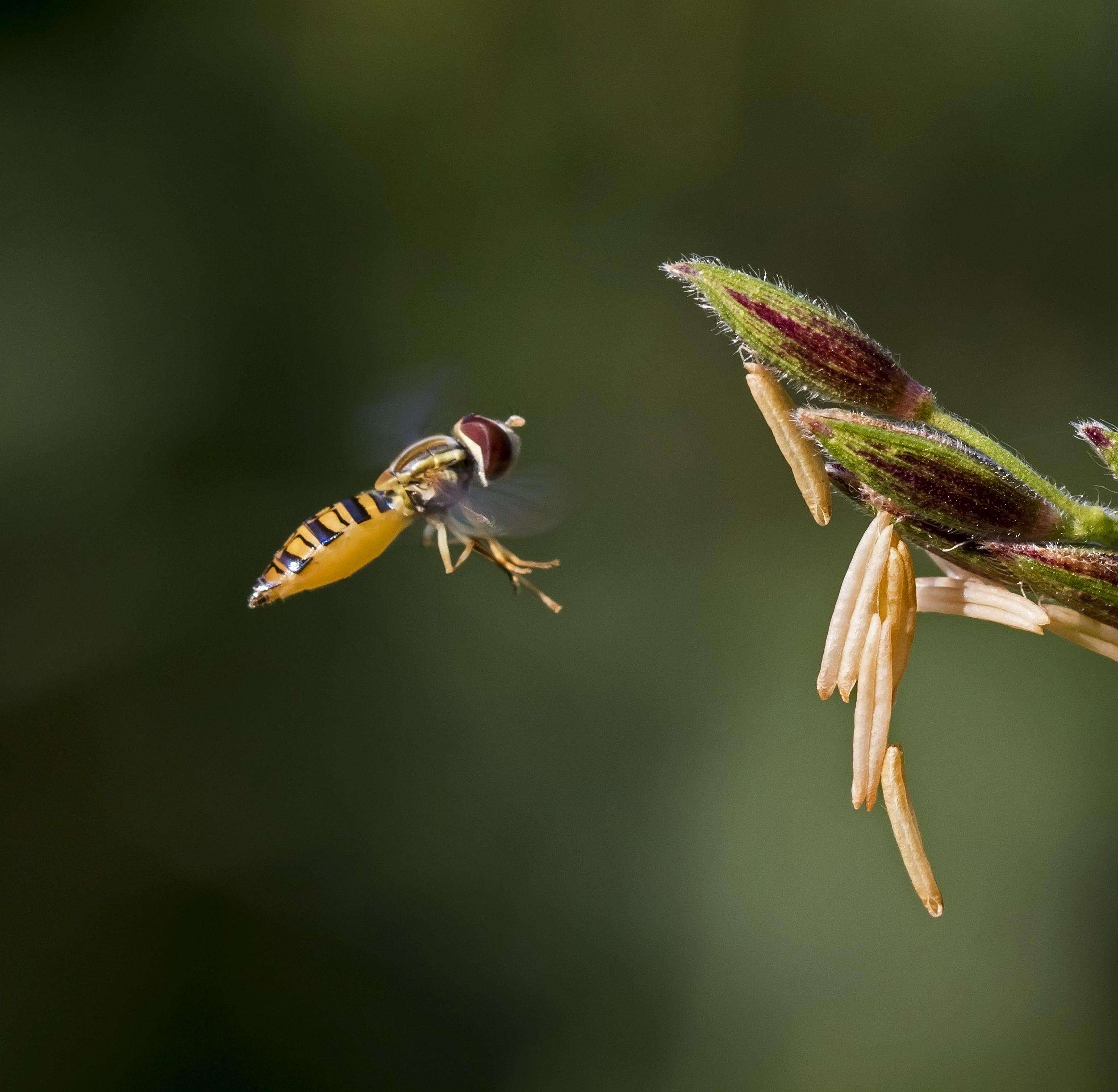 Image of Flower Flies