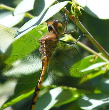 Image of Sentry Dragonfly