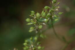 Image of Peppercresses