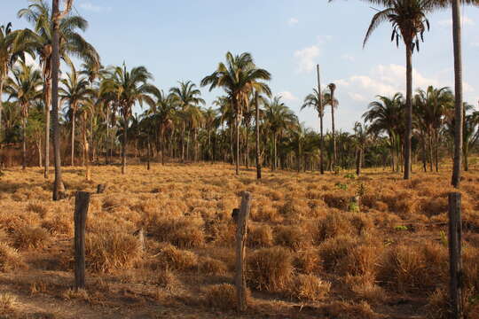 Image of babassu