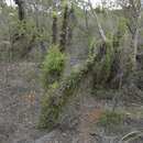 Image of Banksia columnaris (A. S. George) A. R. Mast & K. R. Thiele