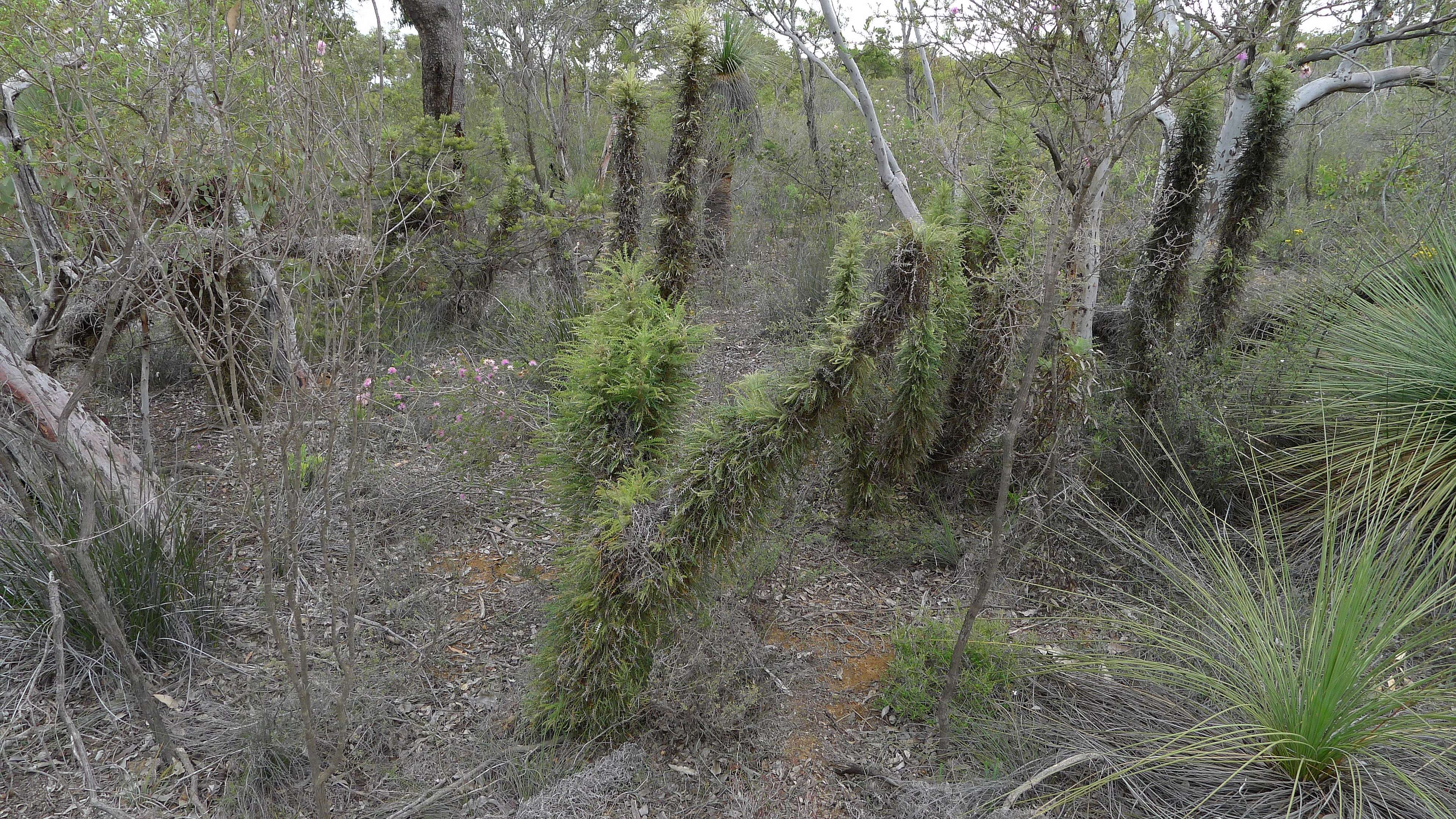 Image of Banksia columnaris (A. S. George) A. R. Mast & K. R. Thiele