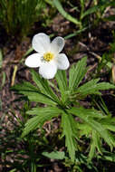 Image of Anemonastrum