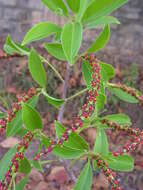 Imagem de Sapium glandulosum (L.) Morong