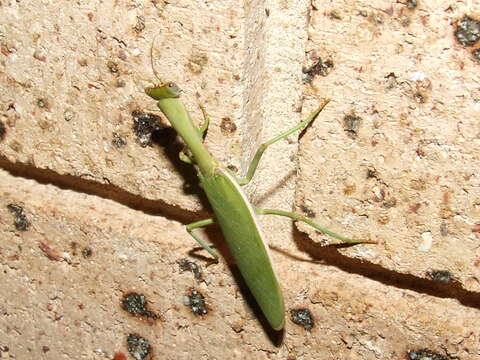 Image of praying mantises