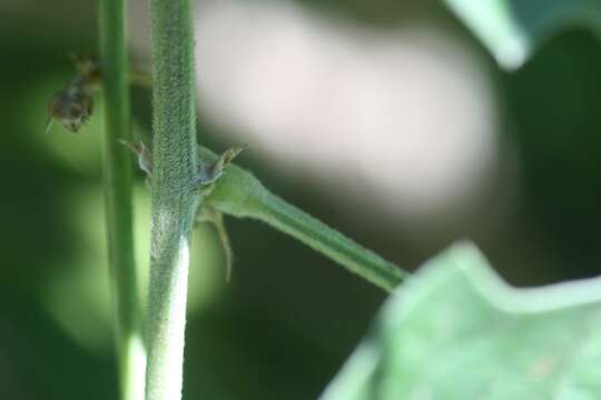 Image of purple bushbean