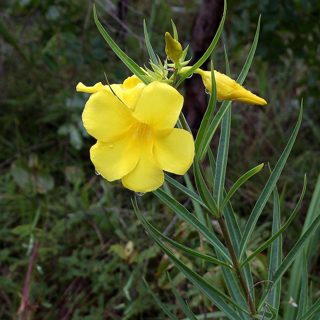 Image of Allamanda angustifolia Pohl