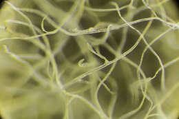 Image of Cyanophyceae
