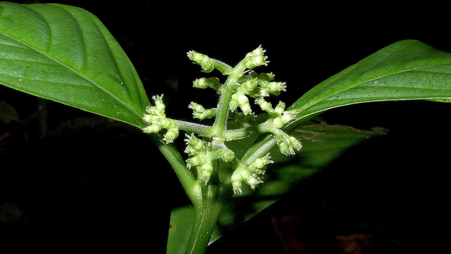 Imagem de Palicourea racemosa (Aubl.) Borhidi