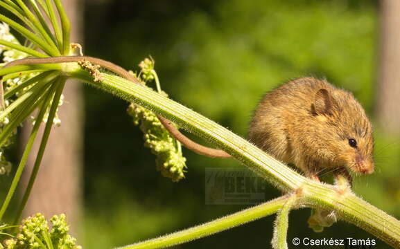 Image of Birch mouse