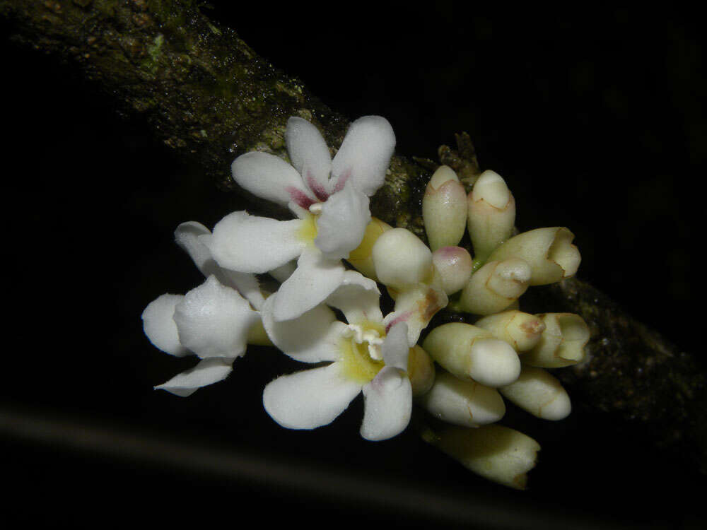 Image of Schlegelia parviflora (Oerst.) Monach.