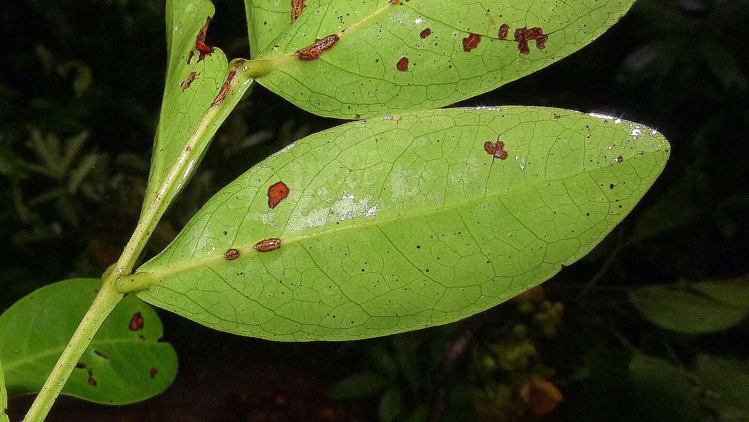 Image de Chamaecrista ensiformis (Vell.) H. S. Irwin & Barneby