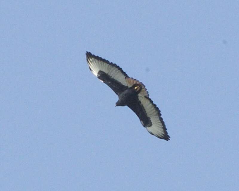 Image of Augur Buzzard