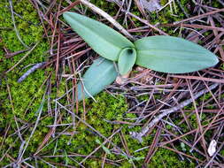 Image of Woodcock bee-orchid