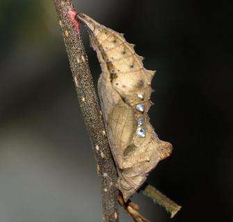 Слика од Polygonia interrogationis Fabricius 1798