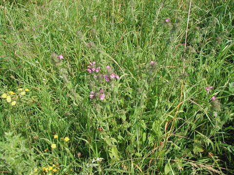 Image of wild basil